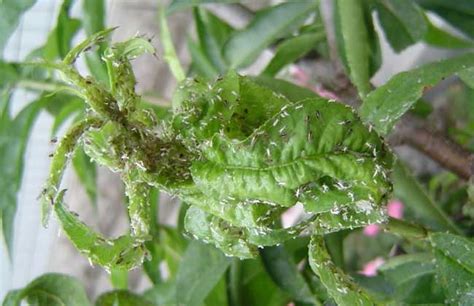 花卉果蔬常见蚜虫的防治方法和蚜虫的种类及图片原色图谱 - 花儿谷