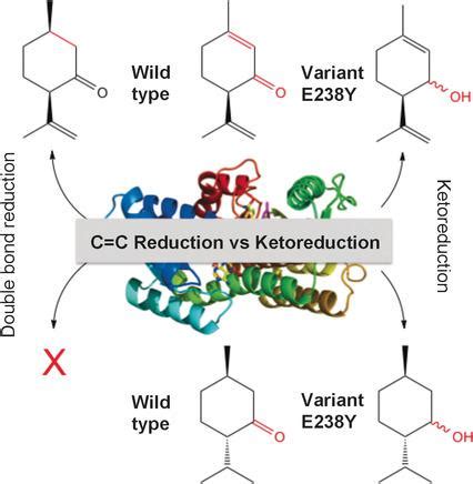 确定短链脱氢酶/还原酶中酮还原和“烯”还原之间的机制转换。,Angewandte Chemie International Edition ...