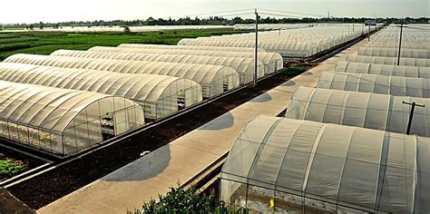 造成蔬菜温室大棚建设使用年限短的根源-新闻中心-山东柏科阿姆农业科技股份有限公司