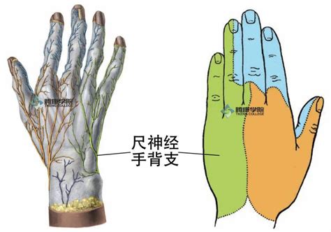 手部神经支配图图片