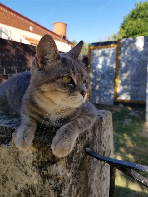Premium Photo | A cat on a wall in a garden