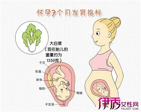 【怀孕子宫变化】【图】怀孕子宫变化大吗 告诉你从受孕到分娩女人子宫的变化(3)_伊秀亲子|yxlady.com