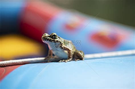 夏天青蛙高清图片下载-正版图片501625694-摄图网