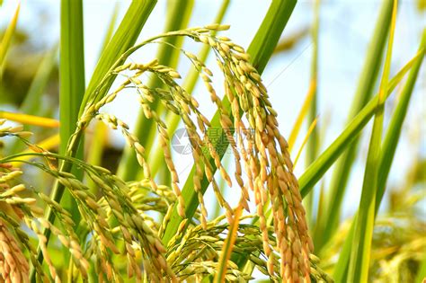 最佳水稻品种有哪些？哪些省份适合种植 - 运富春