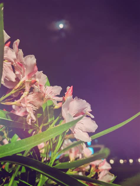 夜色中盛开的花，美丽的夜景_高清JPG图片PIC设计素材_墨鱼部落格