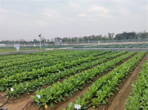 地展全新升级，2021邢台国际十字花科蔬菜产业大会来了