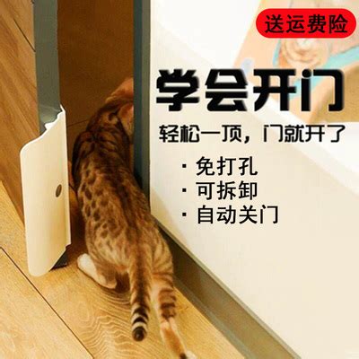 夹子猫是什么意思？夹子猫原型是韩国网红猫hoseob_9万个为什么
