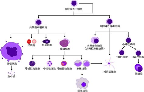 前沿：NK细胞疗法进展_Cell_临床_bright
