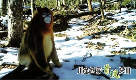 四川汶川：金丝猴的幸福生活-人民图片网