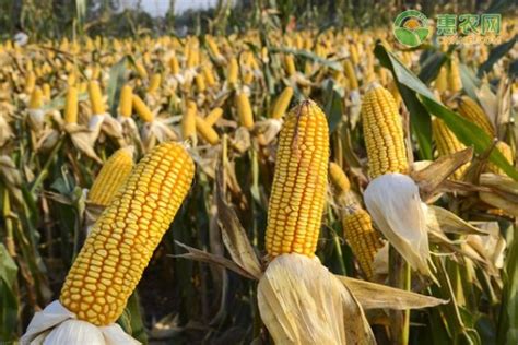 前十名高产抗倒伏玉米品种 - 惠农网