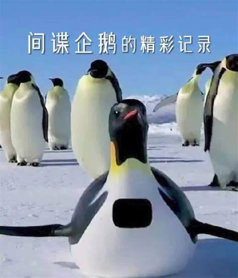这部爆笑神作以偷拍企鹅群为引子……|企鹅|纪录片|企鹅间谍_新浪新闻