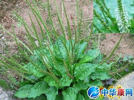 金银草图片
