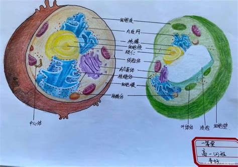 高中办另类竞赛手绘动植物细胞 学生：细胞结构记更牢了