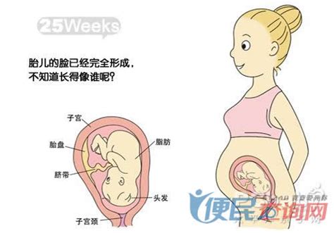 怀孕第25周准妈妈保健需知 - 怀孕第25周天胎儿发育图 - 怀孕第25周要吃什么 - 怀孕第25周注意什么 - 怀孕第25周介绍