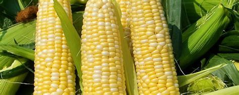 玉米种子排名前十名是什么|玉米种子杂谈|手游-9橙游网