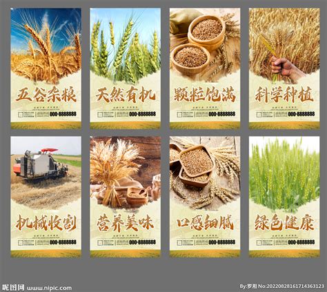 小麦设计图__海报设计_广告设计_设计图库_昵图网nipic.com