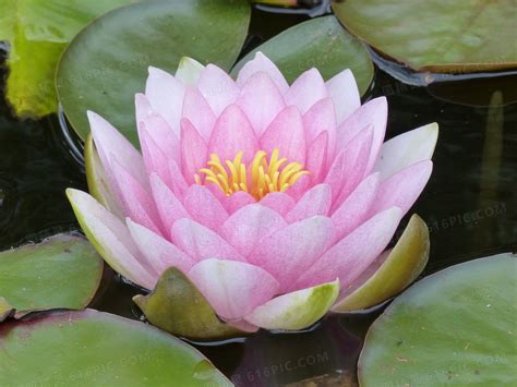 水莲花大全图片