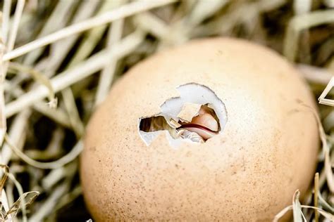 小创客 | 没有蛋壳，也能孵小鸡！零距离观察小鸡孵化全过程
