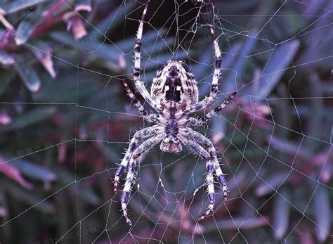 常见的蜘蛛种类介绍（室内常见的几种蜘蛛图鉴） – 碳资讯