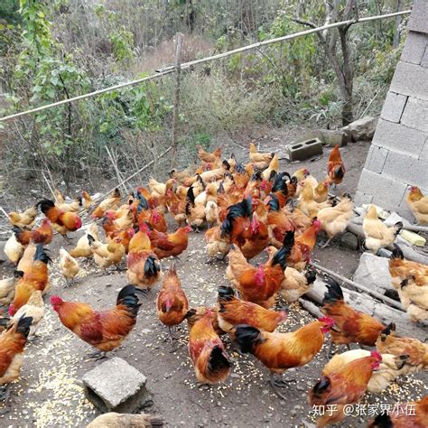 农村人喜欢养鸡，一般都养多久呢？一只鸡的寿命又有多长呢？