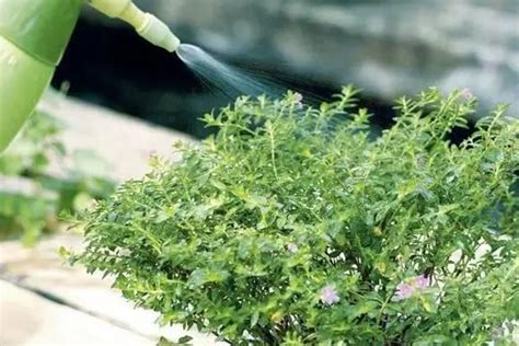 切记！植物在严重缺水时一定不能浇水！-种植技术-中国花木网