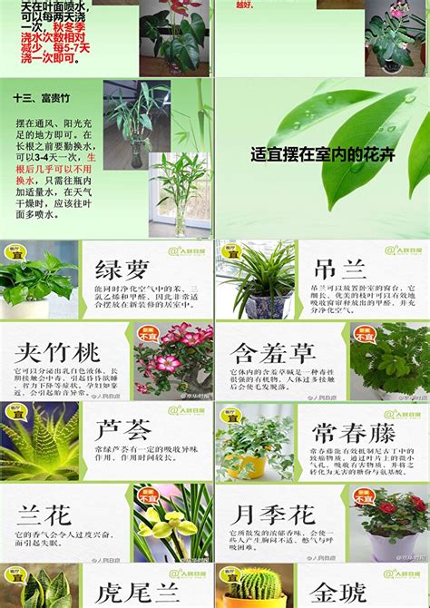 40种 · 常见植物养护法，让你养花不愁-绿宝园林网