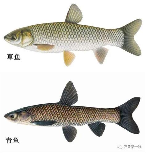 青鱼和草鱼的区别图_图解青鱼和草鱼有哪些不同-美食技巧-聚餐网