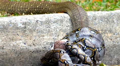 眼镜王蛇大战蟒蛇最致命最大的两种爬行动物谁能赢？_腾讯视频