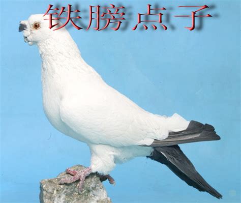 郑州市观赏鸽市场也挺火（图）-中国信鸽信息网 www.chinaxinge.com