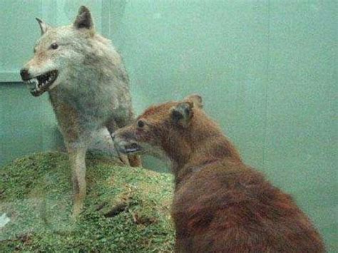 “狼狈为奸”中的狈是什么动物？这种动物最相似，是金刚狼的原型|狈|狼|狼獾_新浪新闻