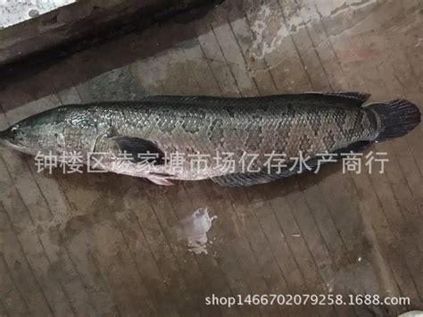 盐城黑鱼厂家、价格_黑鱼供应、销售-江苏省盐城市阳洁蔬菜有限公司