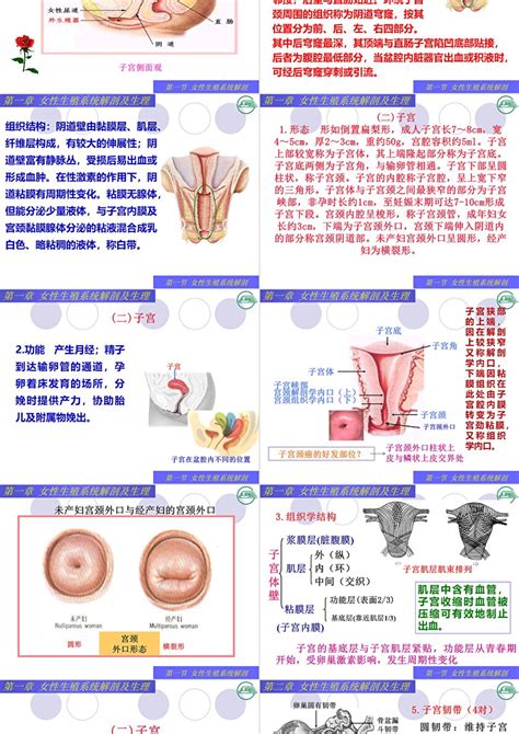 妇产科护理女性生殖系统解剖与生理ppt模板_卡卡办公