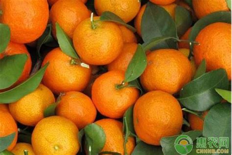 今日橘子多少钱一斤？2019年全国柑橘价格行情汇总 - 惠农网