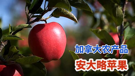 60岁果农直播卖出30万斤苹果，AI养蜂，科技这样助农_南方网