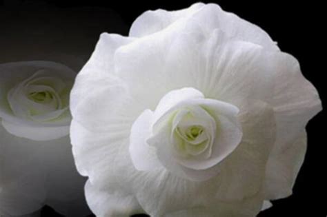 悼念亲人送什么花：亲人去世什么花可以用来悼念-高太花白事鲜花网