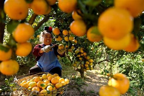 柑橘结果需要几年，附其种植方法 - 农敢网