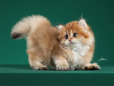 长毛猫猫的小时候也好可爱，全身不规律的炸毛，看起来又软又糯|长毛|猫_新浪新闻
