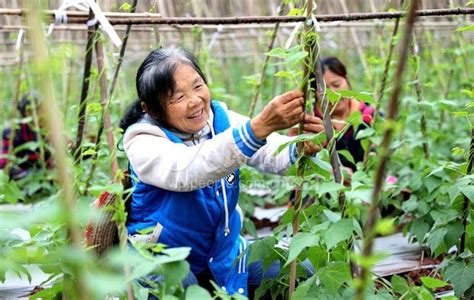 四川眉山：智慧农业助力蔬菜保供应-人民图片网