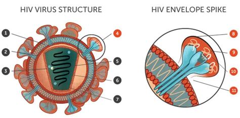 HIV疫苗解析：预防、治愈艾滋病的希望？_生物探索