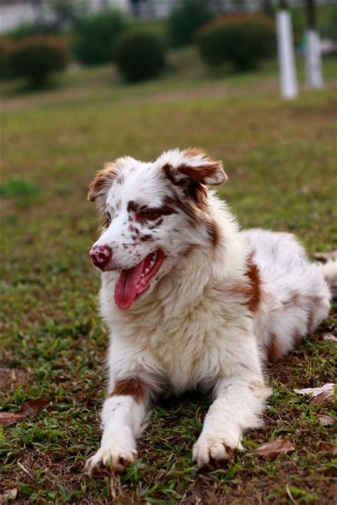 边牧犬的这8大颜色，哪种最吸引你？_运动