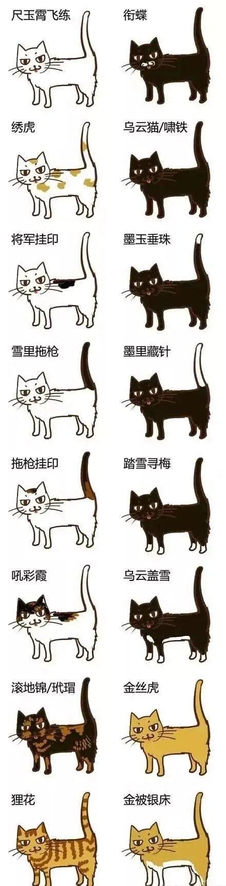 猫的寓意和象征是什么（这几类猫会带来"好运"，如果你家有，请好好珍惜） | 说明书网