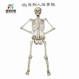 diy自制人体骨骼拼图 学生科普小制作生物实验课教具模型厂家直营-阿里巴巴
