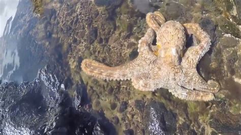 好美的章鱼，在水里游动，真惬意_腾讯视频