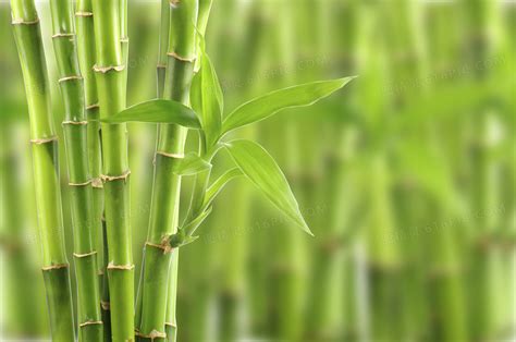 竹子有哪些应用价值 - 花百科