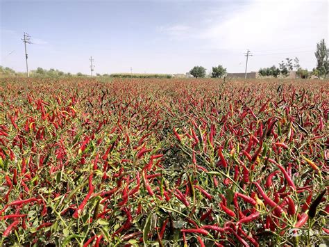 秋茬辣椒的种植技术和注意事项-柘城县豫山红农业开发有限公司