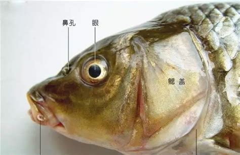 鱼的体型和部位及附属器官形态结构