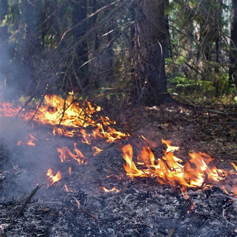 外贝加尔地区森林火灾增加 - 2015年7月14日, 俄罗斯卫星通讯社