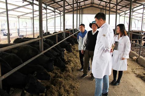 媒体报道：校企合作助力我区奶牛养殖产业高质量发展-宁夏大学生命科学学院