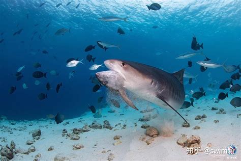 淡水鲨观赏鱼,热带淡水观赏鱼种类,观赏鱼淡水_大山谷图库