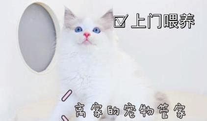 上海宠物寄养 上海同城上门喂猫 铲屎官 猫咪寄养